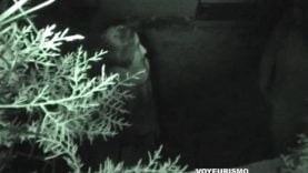 GalicianGotta09 Beautiful but still has to pee