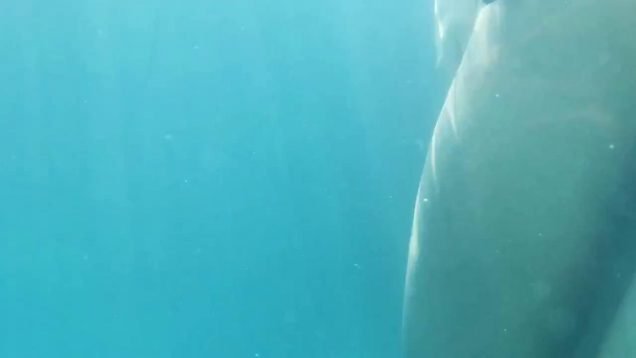 0009 grope candid real underwater voyeur bikini grab ass dick pussy thong booty couple pda